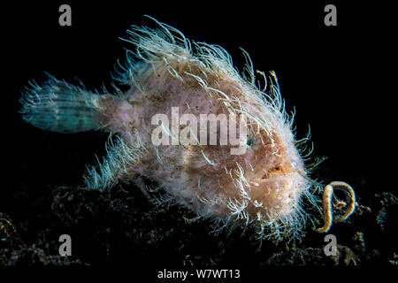 Portrait von haariger Anglerfisch (Antennarius striatus) Versuch seine Beute mit Wurm geformte Locken zu gewinnen. Aer Prang, Bitung, Nord Sulawesi, Indonesien. Lembeh Strait, Molukken Meer. Stockfoto