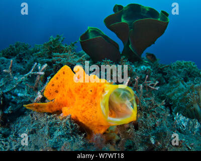 Golf - Kugel sortierte Lackiert Anglerfisch (Antennarius pictus) gähnendes Warnung als wartet er Beute getarnt als orange Schwamm aufzulauern. Bitung, Nord Sulawesi, Indonesien. Lembeh Strait, Molukken Meer. Stockfoto