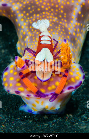 Kaiser Garnelen (periclimenes Imperator) per Anhalter auf große t-bar Nacktschnecke (Ceratosoma trilobatum) Die Garnele gewinne Nahrung und Schutz der giftigen seaslug. Bitung, Nord Sulawesi, Indonesien. Lembeh Strait, Molukken Meer. Stockfoto