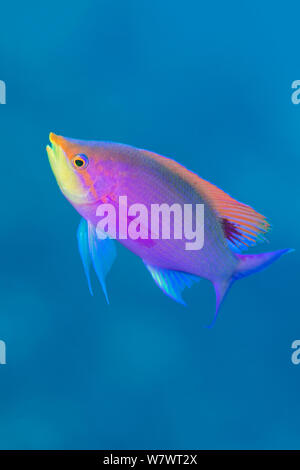 Portrait der männlichen Lila anthias (Pseudanthias tuka) auf Korallenriff. South Atoll, Tubbataha Atolle, Tubbataha Riffe Natural Park, Palawan, Philippinen. Sulu See. Stockfoto