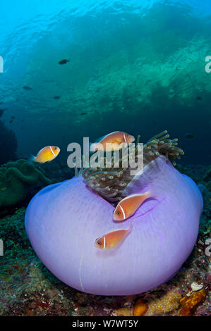 Gruppe von Rosa Anemonenfischen (Amphiprion perideraion) auf Ihren Host herrliche Seeanemone (Heteractis magnifica) Buh West, Misool, Raja Ampat, West Papua, Indonesien. Ceram Meer. Stockfoto