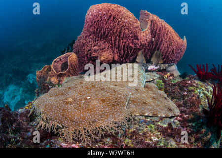 Weibliche Pastellrosafarbene Rispen wobbegong Hai (Eucrossorhinus dasypogon) ruht neben Stand von Schwämmen (Xestospongia testudinaria) Blue Magic, Raja Ampat, West Papua, Indonesien. Tropische West Pazifik. Dampier Strait. Stockfoto