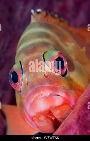 Portrait von schwarzspitzen Zackenbarsch (Epinephelus fasciatus) im Fass Schwamm (Xestospongia testudinaria ruht) Mabul, Sabah, Borneo, Malaysia. Sulawesi Meer. Stockfoto