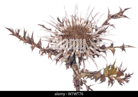 Gemeinsame Silberdistel (Carlina vulgaris) getrocknete Blüte, Italien, September. Stockfoto