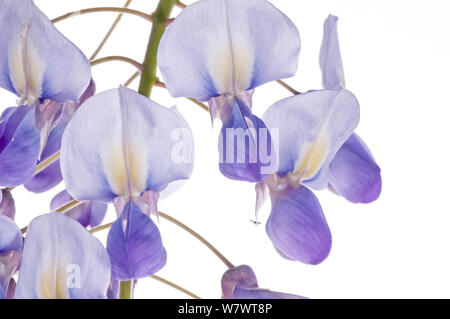 Glyzine (Wisteria sinensis) Blumen, in der Nähe von Orvieto, Italien. April. Stockfoto