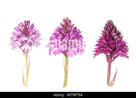 Drei (Anacamptis pyramidalis), Blüten, Sibillini, Umbrien, Italien. Stockfoto