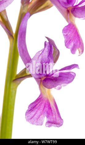 Römische Orchid (Dactylorhiza romana) in Blume, magneta Farbvariante, Viterbo, Italien, April. Stockfoto