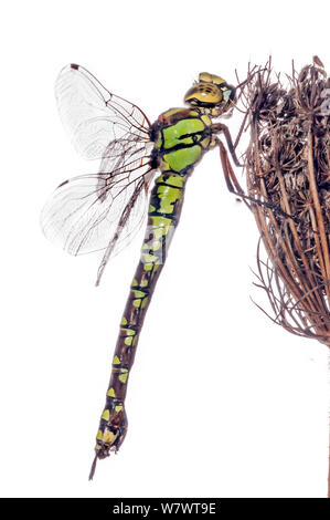 Southern hawker Dragonfly (Aeshna cyanea) Weiblich, Podere Montecucco, Orvieto, Umbrien, Italien, Oktober. Stockfoto