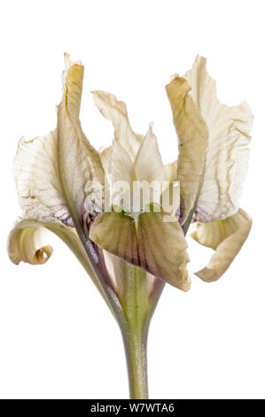 Sizilianische Iris (Iris pseudopumila in Blume, Gargano, Apulien, Italien, April). Stockfoto