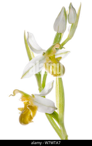 Bienen-ragwurz (Ophrys apifera var chlorantha) gelbe Variante in Blume, Musée dei Fiori in der Nähe von Torrealfina, Latium, Italien, Mai. Stockfoto