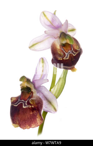 Hybrid orchid (Ophrys pizzulensis) eine mögliche Hybriden zwischen den Kleinen-gemusterten Ophrys (Ophrys fuciflora ssp. parvimaculata) und Spektakel Ophrys biscutella (Ophrys argolica ssp) wachsende in feucht-Wald auf einem nach Norden gerichteten Hang Gargano, Apulien, Italien, April. Stockfoto