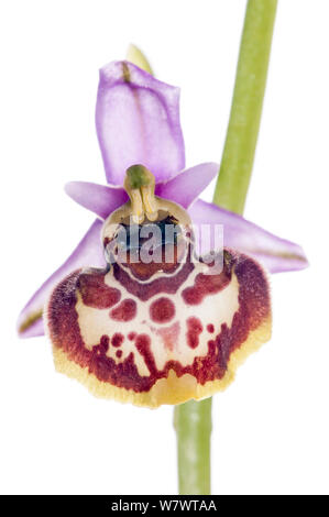 Ende Spider orchid (Ophrys holoserica ssp tetraloniae) in Blüte, auf Monterale, in Montegabbione, Umbrien, Italien, Juni. Stockfoto