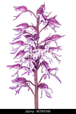 Hybride Orchideen (Orchis X angusticruris) in Blüte, Hybird Dame (Orchis Pururea) und Monkey Orchidee (Orchis Simia), in der Nähe von Torrealfina, Lazio, Italien, Mai. Stockfoto