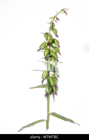 Broad-leaved Helleborine (Epipactis Helleborine) mit Samenkapseln. Monte Terminillo, Latium, Italien, September. Stockfoto