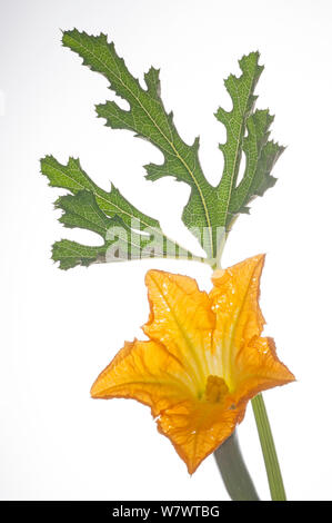 Zucchini mit Blüte (Cucurbita pepo) Podere Montecucco, Orvieto, Umbrien, Italien, August. Stockfoto