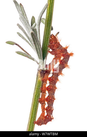 (Acronicta rumicis Knot Grass) eine bunte Raupe für eine eher langweilige Motte in den Garten im Podere Montecucco, Orvieto, Umbrien, Italien, August. Stockfoto