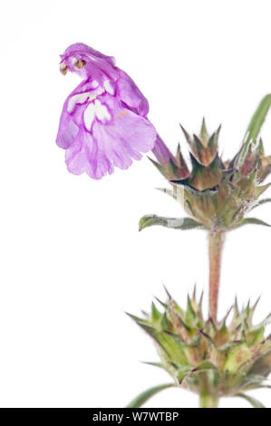 Rot Hemp Nettle (Galeopsis angustifolia) auf der Moräne des Monte Terminillo in der Nähe von Terni, Italien, September. Stockfoto