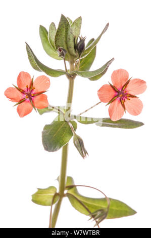 Scarlet Pimpernel (Anagallis arvensis) Blume im Garten im Podere Montecucco, Orvieto, Umbrien, Italien, Juli. Stockfoto