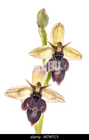 Hybrid orchid (Ophrys x pietschii) Hybrid der Bienen-ragwurz (Ophrys apifera) und Fliegen orchid (Ophrys insectifera) direkt an der A 303, Wiltshire, England, UK, Juni. Stockfoto