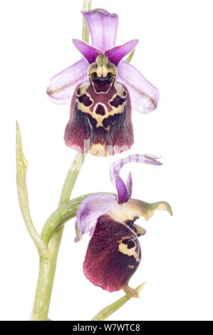 Ende Spider orchid (Ophrys holoserica) auf Monterale, Nr Montegabbione, Umbrien, Italien, Juni. Stockfoto