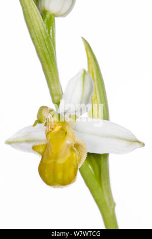 Bienen-ragwurz Ophrys apifera gelb Variante (var chlorantha) Musée dei Fiori in der Nähe von Torrealfina, Latium, Italien, Mai. Stockfoto