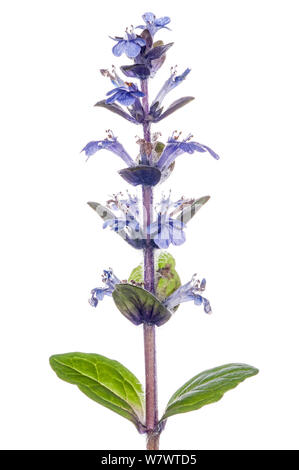 Pyramidale Bugle (Ajuga pyramidalis) in Blüte, in der Nähe von Torrealfina, Latium, Italien, Mai. Stockfoto