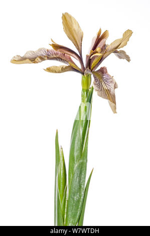 Stinkende Schwertlilie (Iris foetidissima) in Blüte, Podere Montecucco, in der Nähe von Orvieto, Umbrien, Italien, Mai. Stockfoto