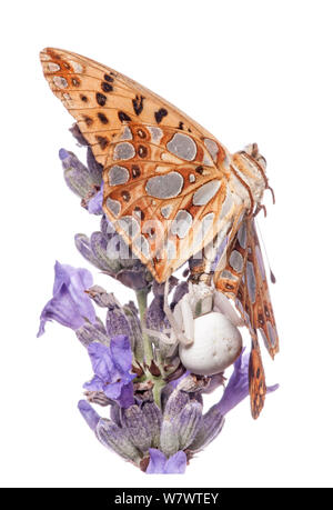 Crab spider (Misumena vatia) mit Beute, Königin von Spanien Fritillary (Issoria lathonia) in der Nähe von Orvieto, Umbrien, Italien, Juli. Stockfoto