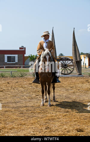 Paso Pferde von Truijillo, drittgrößte Stadt in Peru, Südamerika Stockfoto