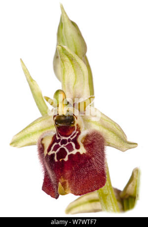 Ceglie Orchid (Ophrys celiensis) in Blume, eine seltene endemische Arten beschränkt, die in der Nähe von Apulien Ceglie Messapico. In der Nähe von Martina Franca, Apulien, Italien Stockfoto