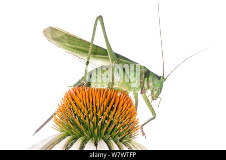 Bush Cricket (Tettigonia cantans) auf Blume, Podere Montecucco, Orvieto, Umbrien, Italien, September. Stockfoto