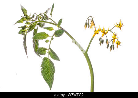 Tomaten (Solanum Lycopersicum) Podere Montecucco, Orvieto, Umbrien, Italien, Juli. Stockfoto