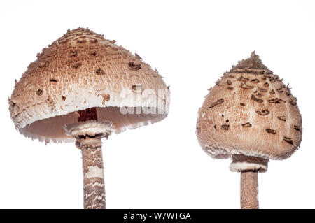 Parasol Pilze (Macrolepiota procera) eine mit Cap geschlossen Geschlossen, Podere Montecucco, in der Nähe von Orvieto, Umbrien, Italien, Oktober. Stockfoto