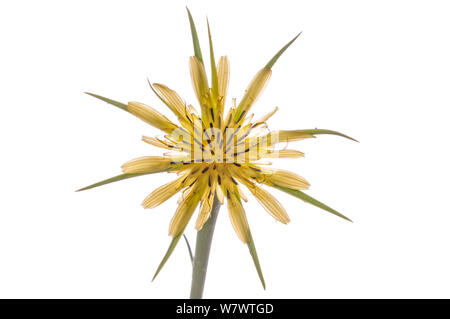 Goatsbeard (Tragopogon pratensis) auch als &#39; Jack - Bett - am Mittag &#39; wie es schließt sich um 12 Uhr. Im Garten im Podere Montecucco, Orvieto, Umbrien, Italien, Juli. Stockfoto