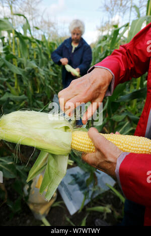 Personen überprüfung Mais Mais (Zea mays) während der Ernte, Akershus, Norwegen,, August 2012. Stockfoto