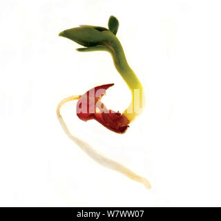 Keimen Samen der Gartenkresse (Lepidium sativum) auf weißem Hintergrund. Stockfoto