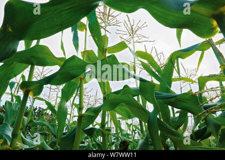 Low Angle View von Cornfield in Blüte (Zea mays) Akershus, Norwegen, August. Stockfoto