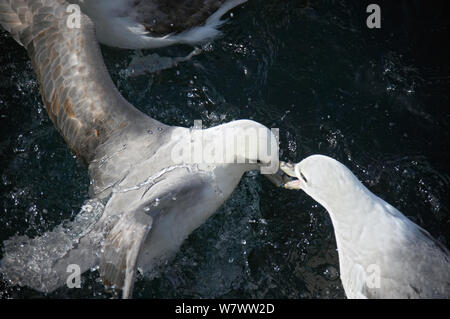 Die eissturmvögel (Fulmarus glacialis) Streitereien im Wasser, aus Island, Juli. Stockfoto
