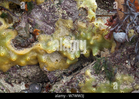 Breadcrumb Schwamm (Halichondria panicea), der am Ufer des Meeres, Guernsey, Britische Kanalinseln. Stockfoto