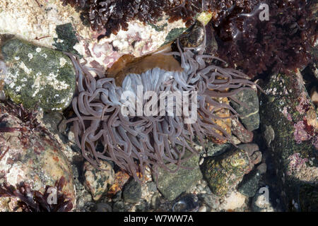 Snakelocks Anemone (Anemonia viridis) in einem Rock Pool, Guernsey, Britische Kanalinseln. Stockfoto