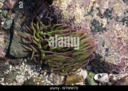 Snakelocks Anemone (Anemonia viridis) in einem Rock Pool, Guernsey, Britische Kanalinseln. Stockfoto