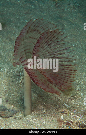 Peacock Tube Worm (Sabella pavonina) Bouley Bay, Jersey, Britische Kanalinseln. Stockfoto