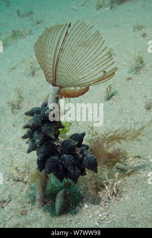 Peacock Tube Worm (Sabella pavonina) mit Sepia Eier, Bouley Bay, Jersey, Britische Kanalinseln. Stockfoto