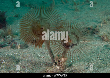 Peacock Tube Worm (Sabella pavonina) Bouley Bay, Jersey, Britische Kanalinseln. Stockfoto