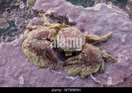 Breite - kratzte Porzellan Krabben (Porcellana platycheles) am Meer, Sark, Britische Kanalinseln. Stockfoto