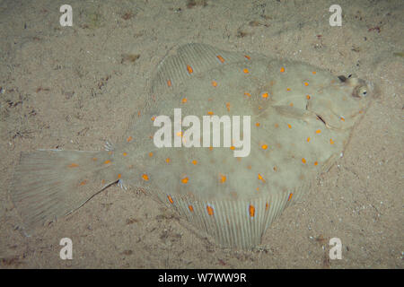 Scholle (Pleuronectes platessa) Bouley Bay, Jersey, Britische Kanalinseln. Stockfoto