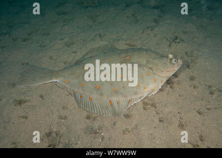 Scholle (Pleuronectes platessa) Bouley Bay, Jersey, Britische Kanalinseln. Stockfoto