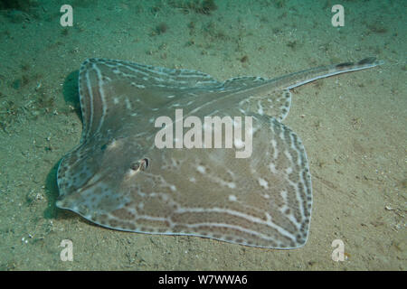 Klein-eyed Ray (Raja microocellata) am Meeresboden, Bouley Bay, Jersey, Britische Kanalinseln. Stockfoto