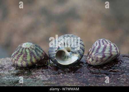 Lila (Topshell Gibbula umbilicalis) Muscheln am Strand, Sark, Britische Kanalinseln. Stockfoto