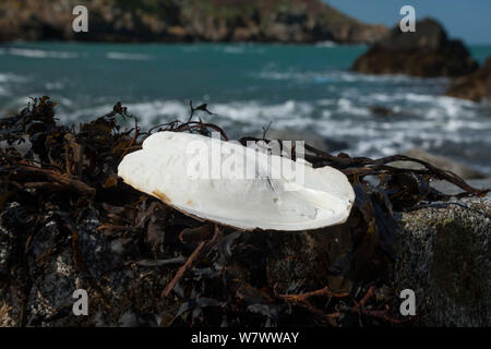 Knochen der Gemeine Tintenfisch (Sepia officinalis) gewaschen oben auf Ufer, Sark, Britische Kanalinseln. Stockfoto